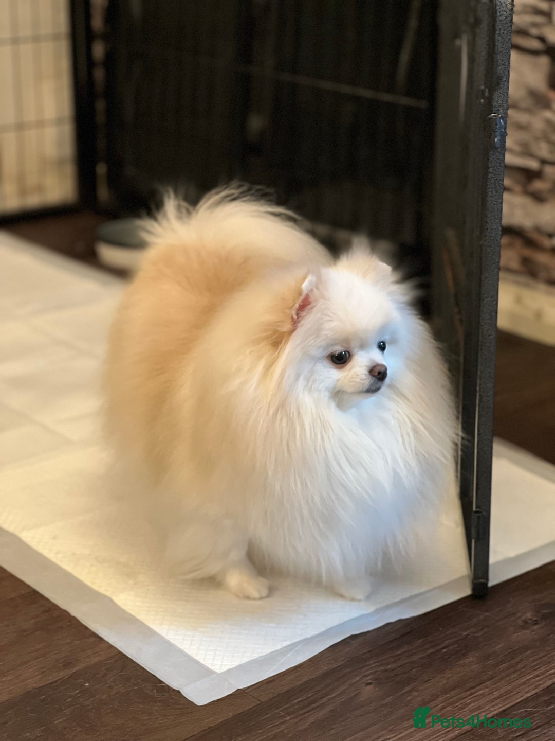 Pomeranian dogs for sale: Black &Tan Pomeranian puppy _Female - Advert 13