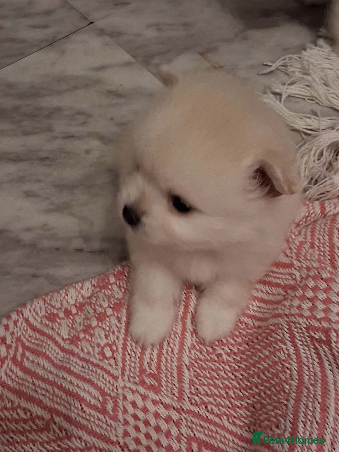 Pomeranian dogs for sale: 💖RARE PURE WHITE POMMERAINIAN💝 - Advert 8
