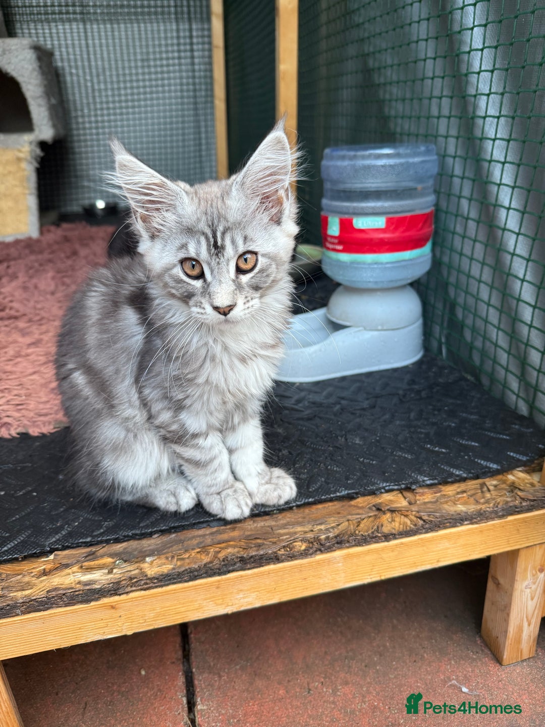 Maine Coon cats for sale: Maine Coon Kittens in Greenford - Image 32