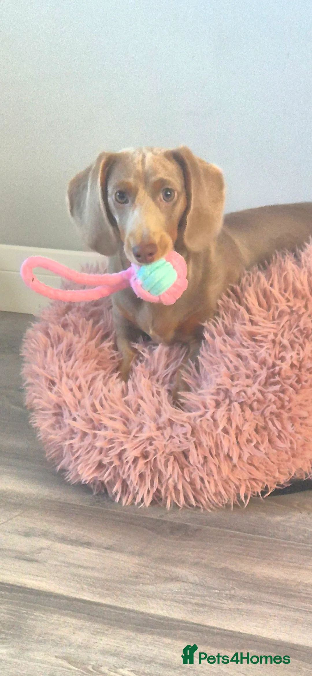 Dachshund dogs for sale: Meet daisy  - Advert 2