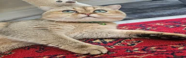 British Shorthair Kitten