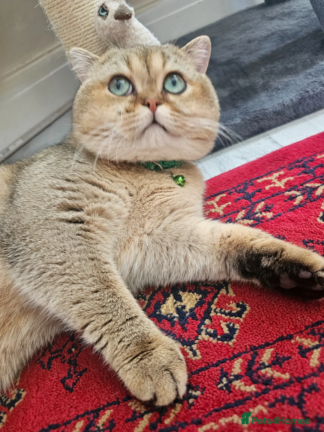 British Shorthair cats for sale: Feline - Advert 1