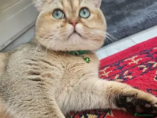 British Shorthair cats Feline - Advert 1