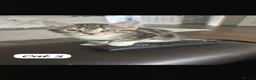 Mixed Breed cats for sale: 🐾 Adorable Mixed Breed Kittens – £100 Each 🐾  in Dagenham - Advert 2