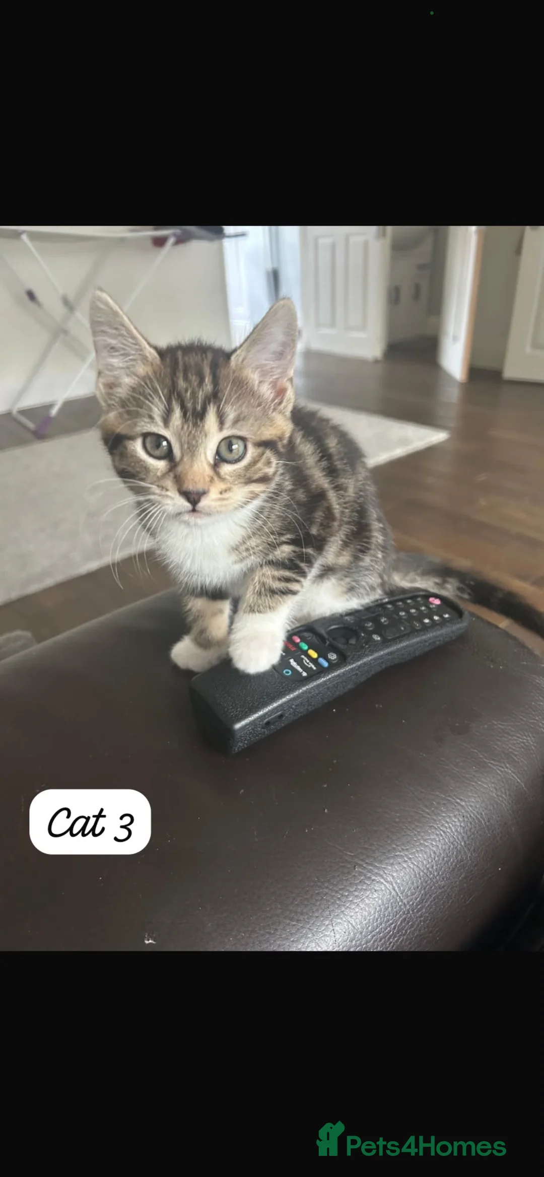 Mixed Breed cats for sale: 🐾 Adorable Mixed Breed Kittens – £100 Each 🐾  in Dagenham - Advert 2