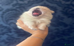 Pomeranian dogs for sale: White KENNEL CLUB Registered CHAMPION Bloodlines - Image 8