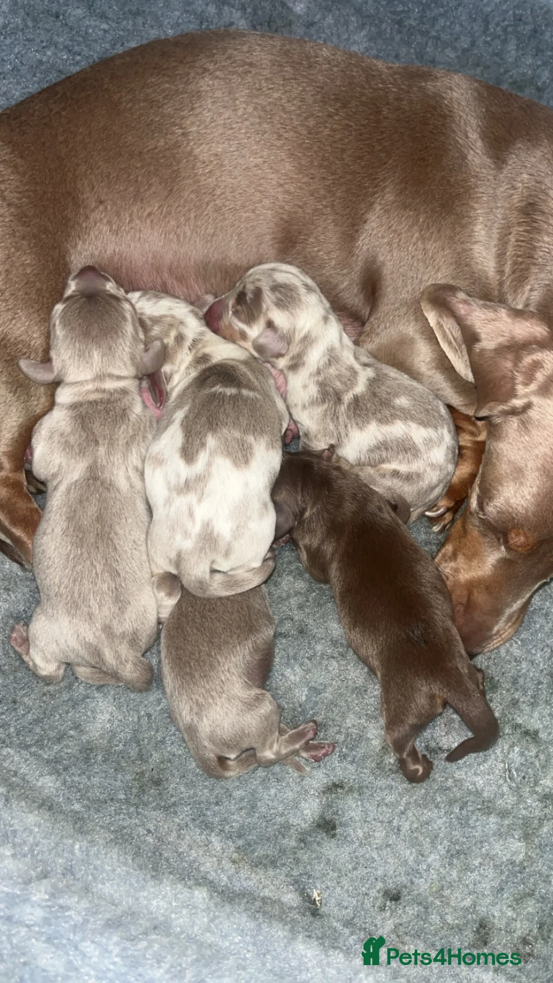 Miniature Dachshund dogs for sale: Minature dachshund puppies in Gateshead - Advert 2