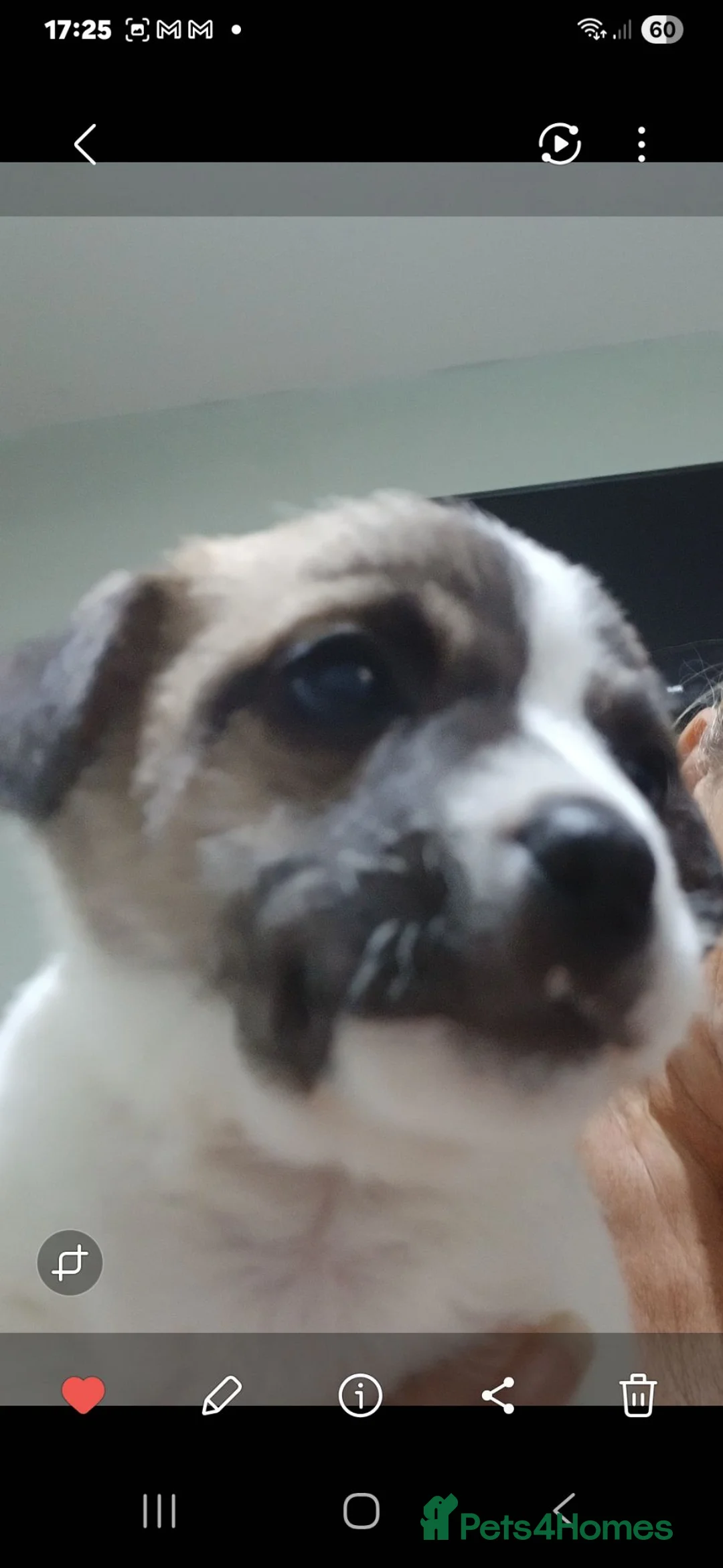 Mixed Breed dogs for sale: 3/4 chiuhuas for sale in Liverpool - Advert 2