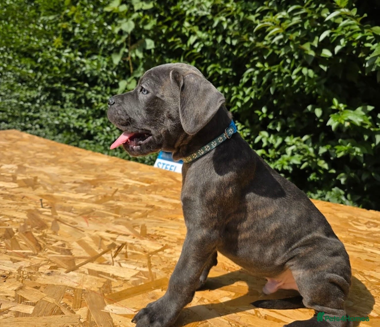 Cane Corso dogs Last 5 left looking for their forever 🏡!🥰 - Advert 2