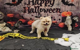 Pomeranian dogs for stud: 🌟✨ Elite Pomeranian Stud Available  ✨🌟 - Image 3
