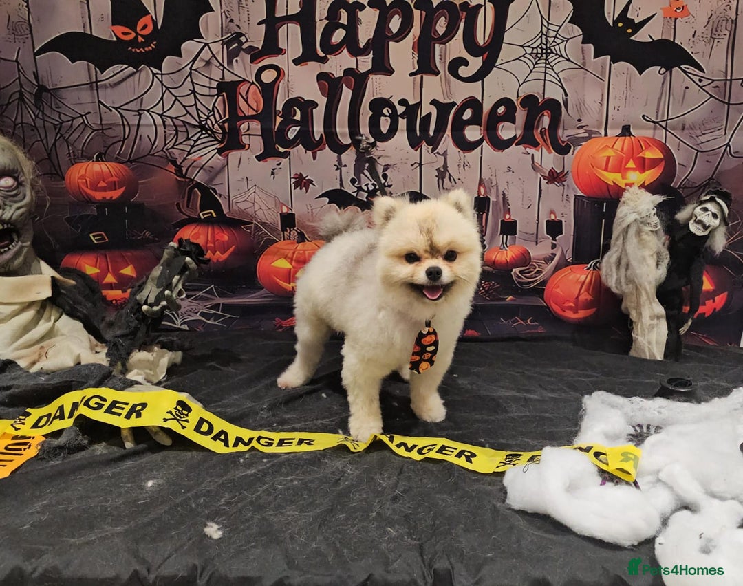 Pomeranian dogs for stud: 🌟✨ Elite Pomeranian Stud Available  ✨🌟 - Image 3