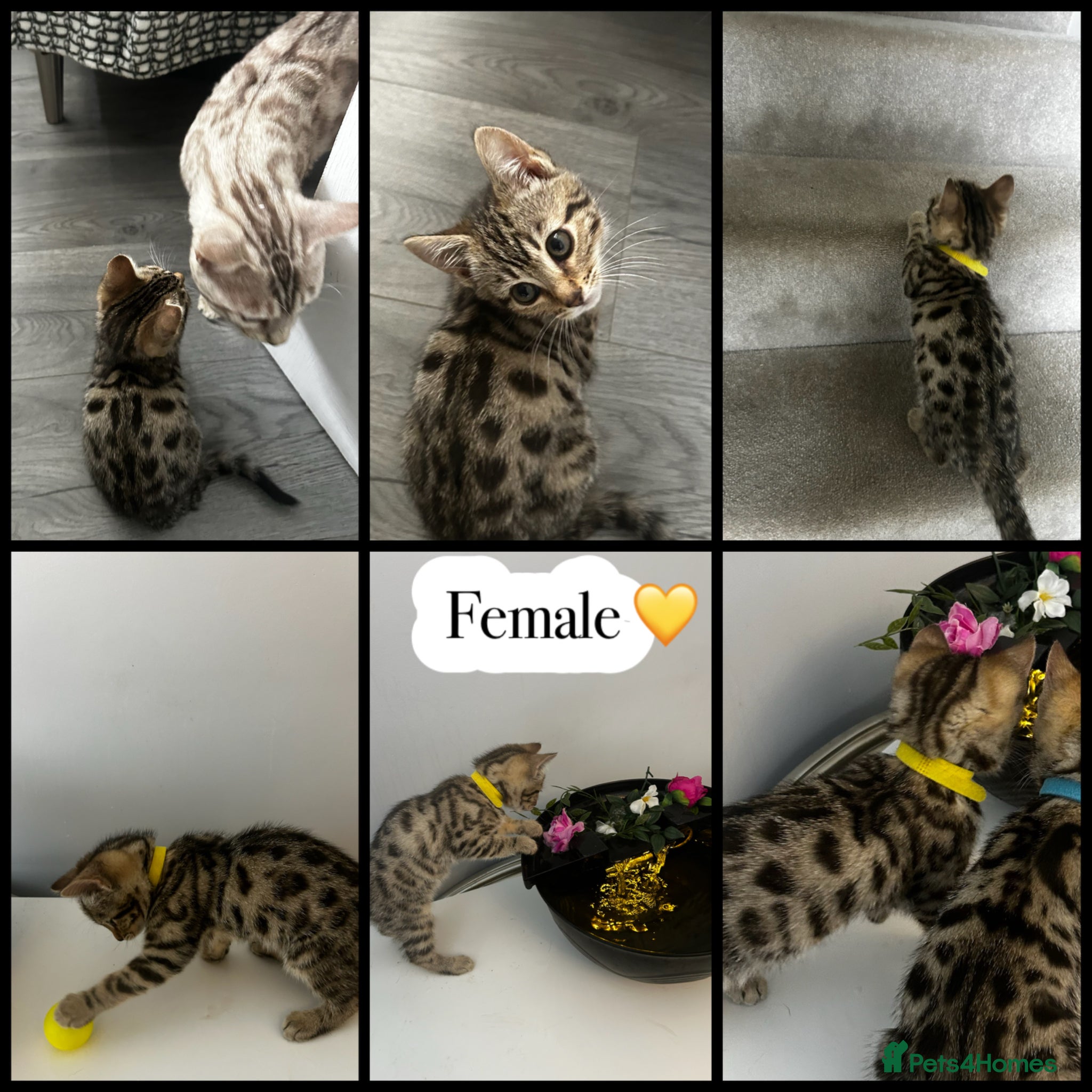 Mixed Breed cats Adorable kittens  - Advert 1