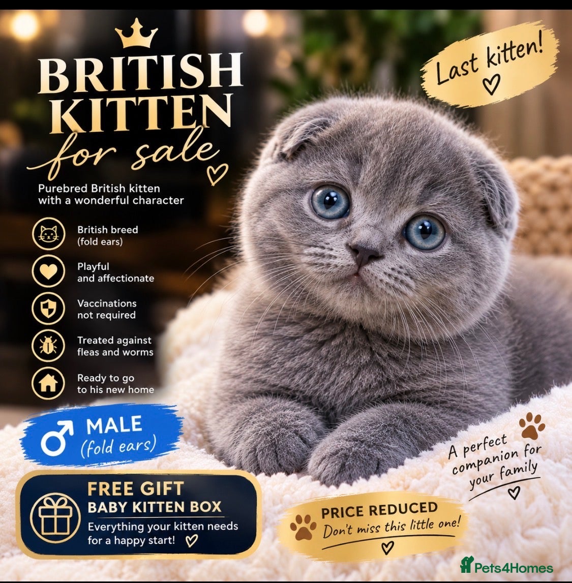 British Shorthair cats 👌❤️Reduced price ❤️❤️❤️British shorthair  - Advert 1