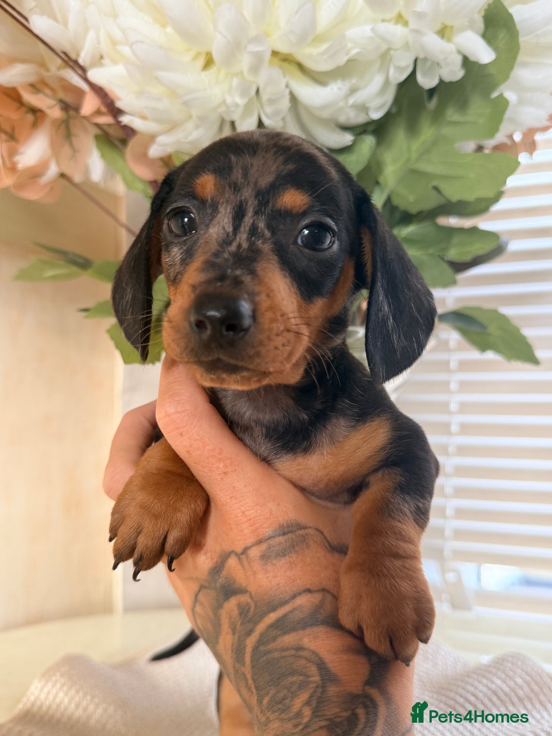 Dachshund dogs for sale: ⭐️LAST BOY AVAILABLE- Mini dachshunds pups⭐️ - Advert 9