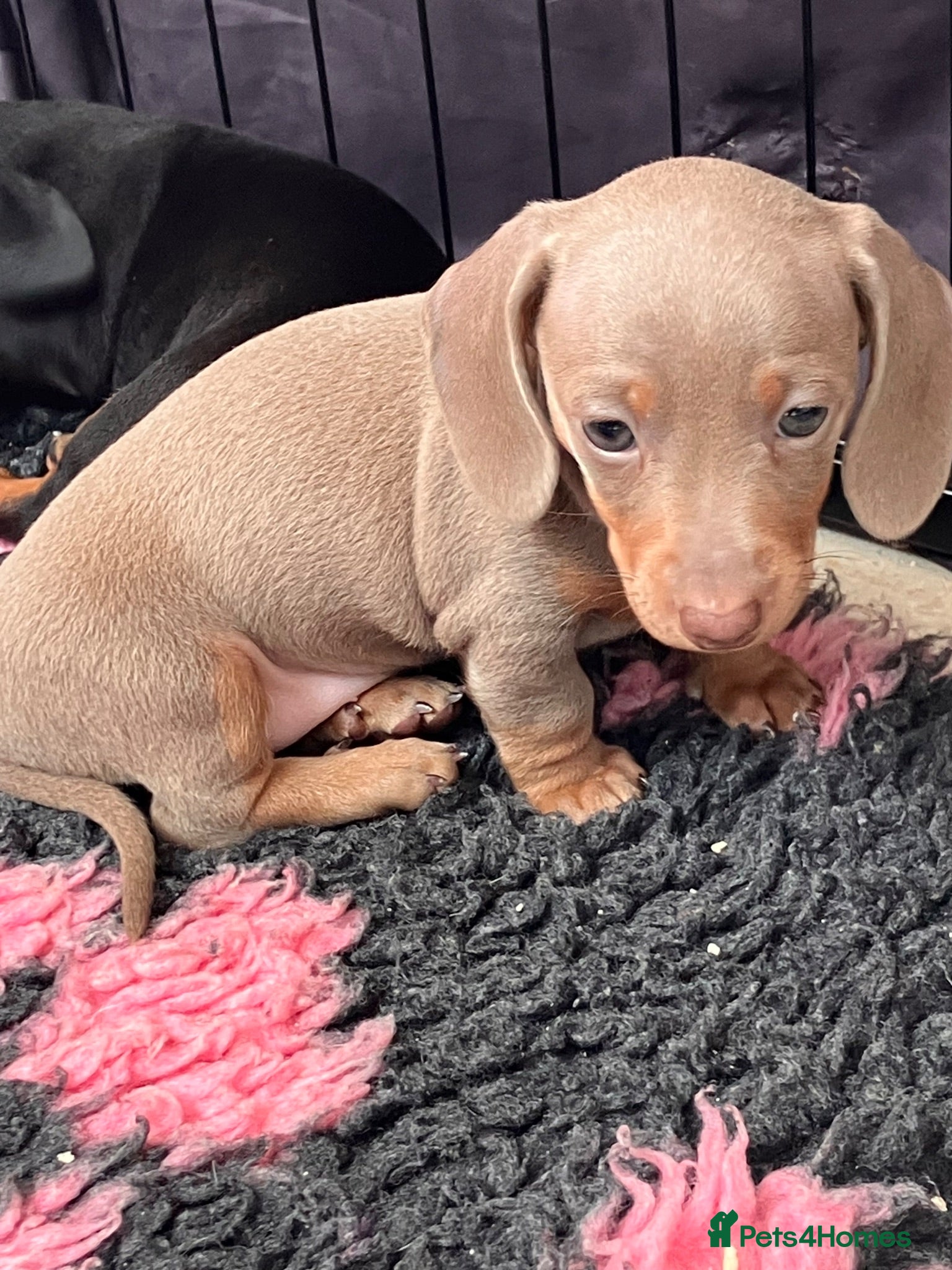 Miniature Dachshund dogs Mini Dachshund pups - Advert 2