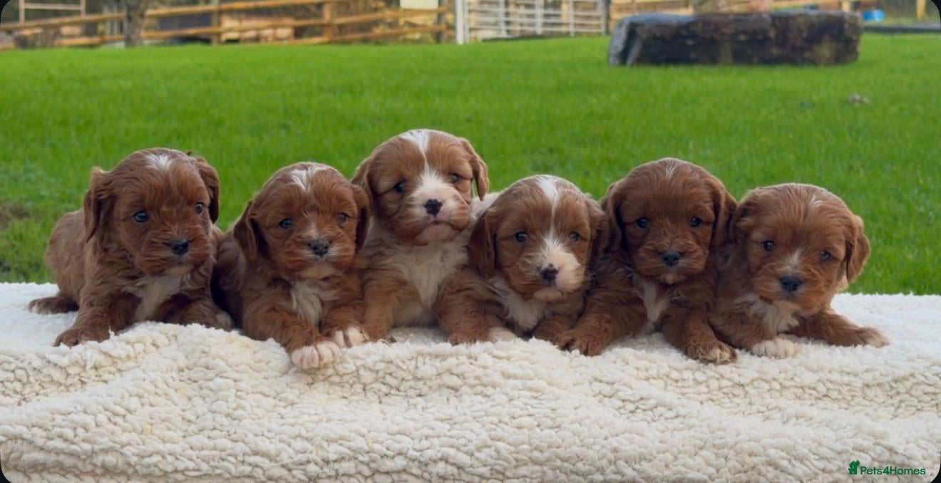 Cavapoo dogs Cavapoo Puppies - Advert 1