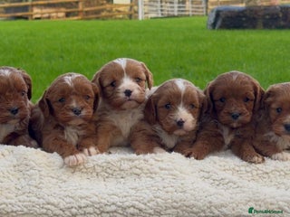 Cavapoo dogs Cavapoo Puppies - Advert 1