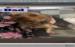 Yorkshire Terrier dogs for sale: Yorkshire Terrier puppies one boy and one girl. in Southampton - Image 3