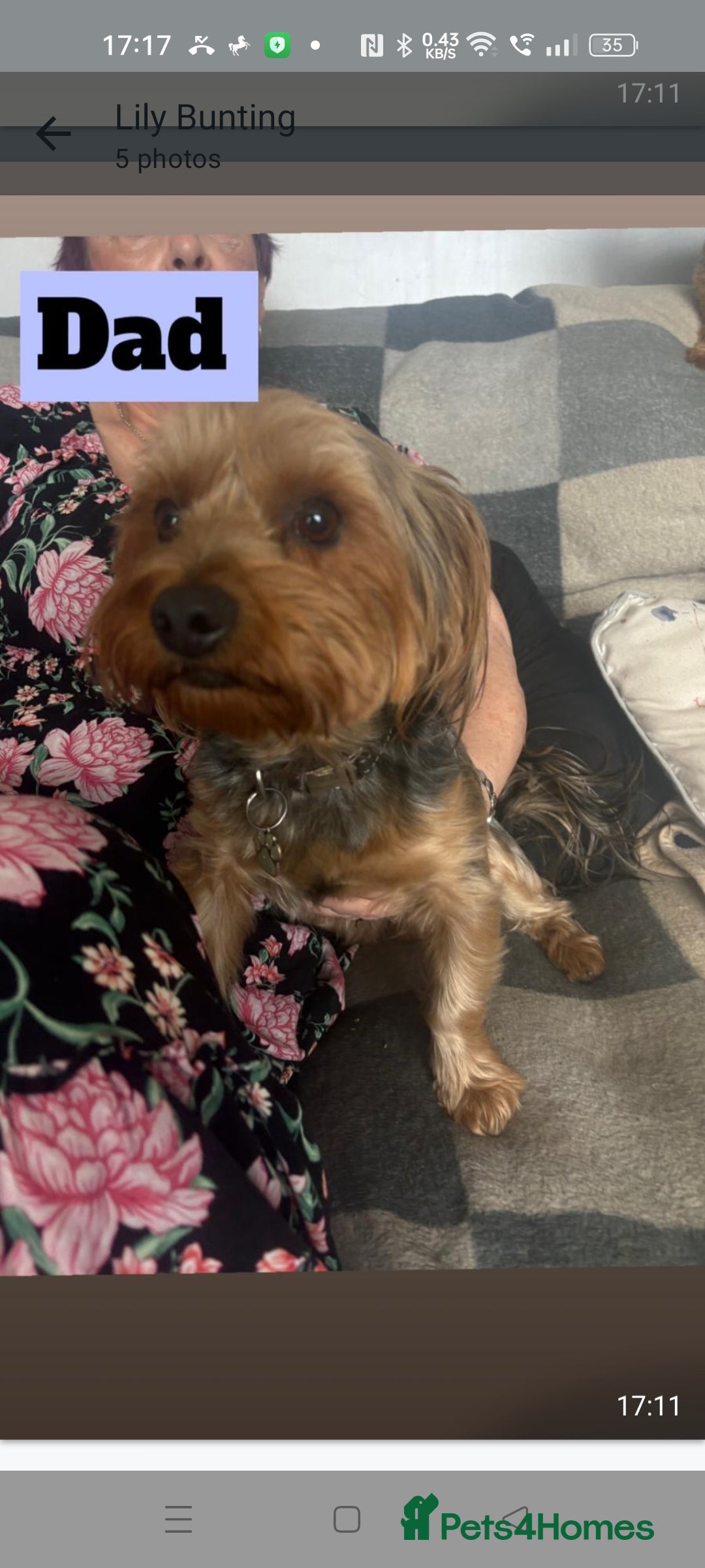Yorkshire Terrier dogs for sale: Yorkshire Terrier puppies one boy and one girl. in Southampton - Image 3