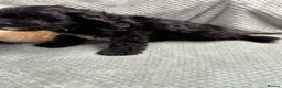 Cavapoo dogs for sale: Beautiful Cavapoo puppies - Advert 11