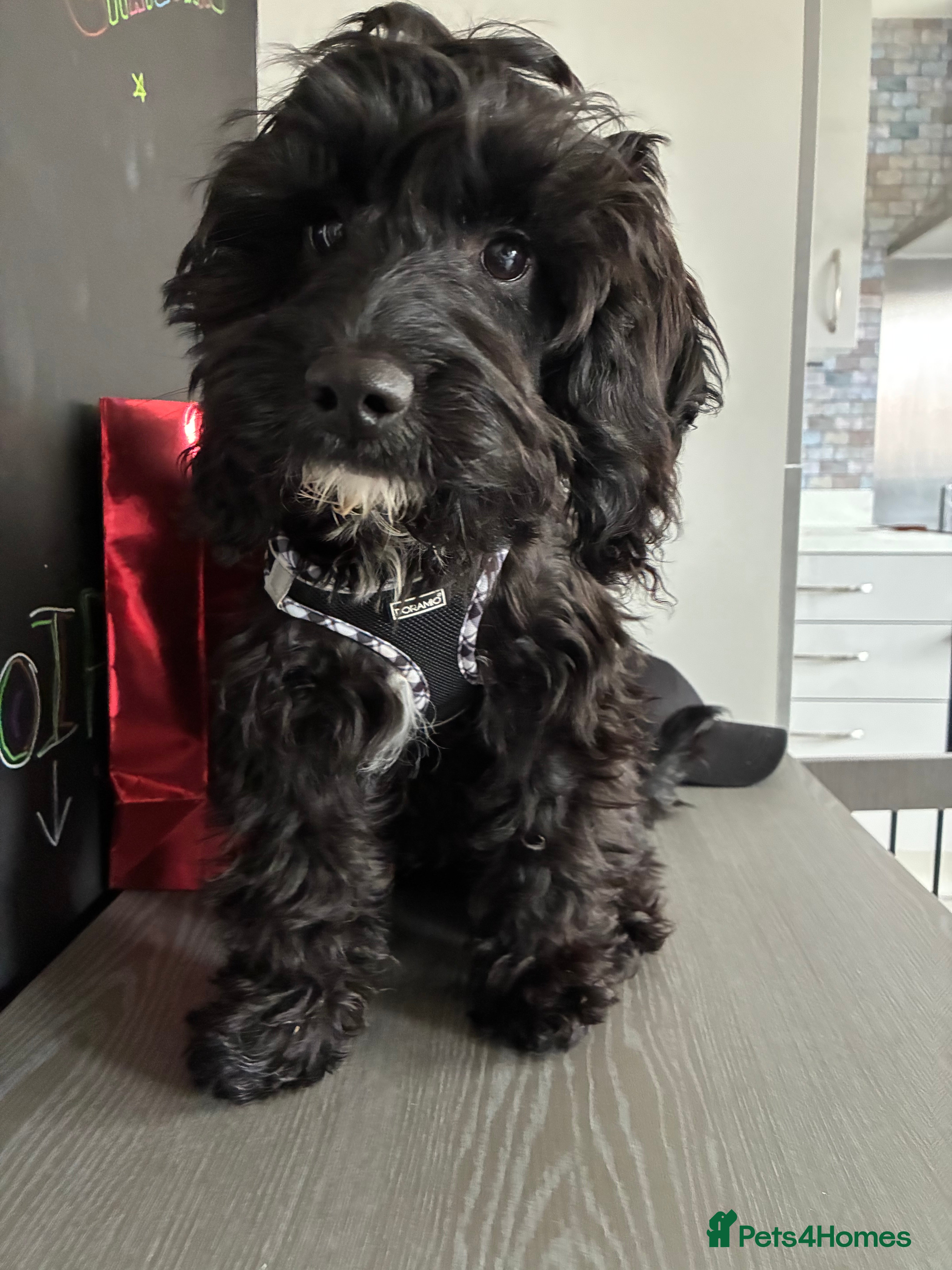 Cockapoo dogs 6 Month Black Cockapoo Girl Needs New Loving Home - Advert 2