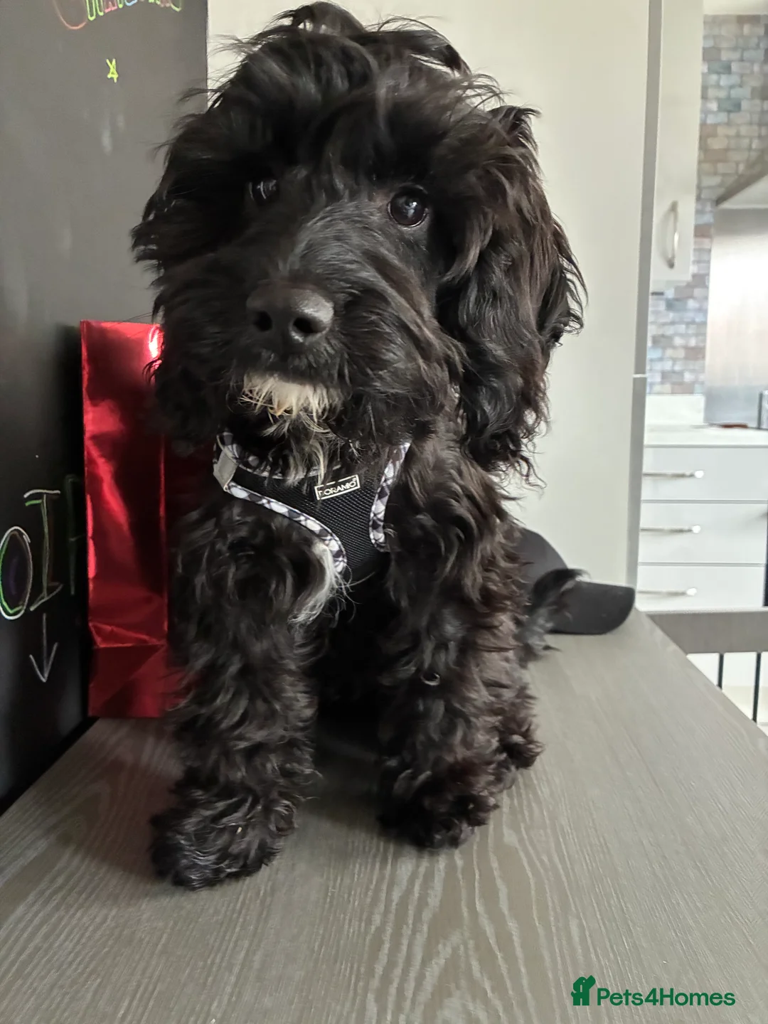 Cockapoo dogs for sale: 6 Month Black Cockapoo Girl Needs New Loving Home - Advert 1