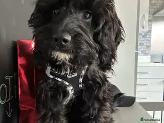 Cockapoo dogs 6 Month Black Cockapoo Girl Needs New Loving Home - Advert 4