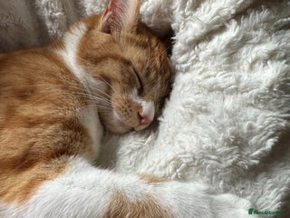 British Shorthair cats for sale - Advert 1