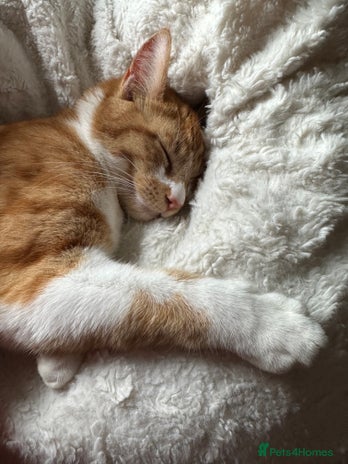 British Shorthair cats - Advert 17