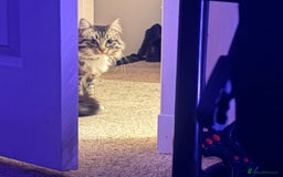Mixed Breed cats for sale: Tabby long haired female mixed breed cat - Image 7
