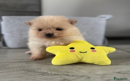 Pomeranian dogs for sale: KC registered Pomeranian puppies - Image 21