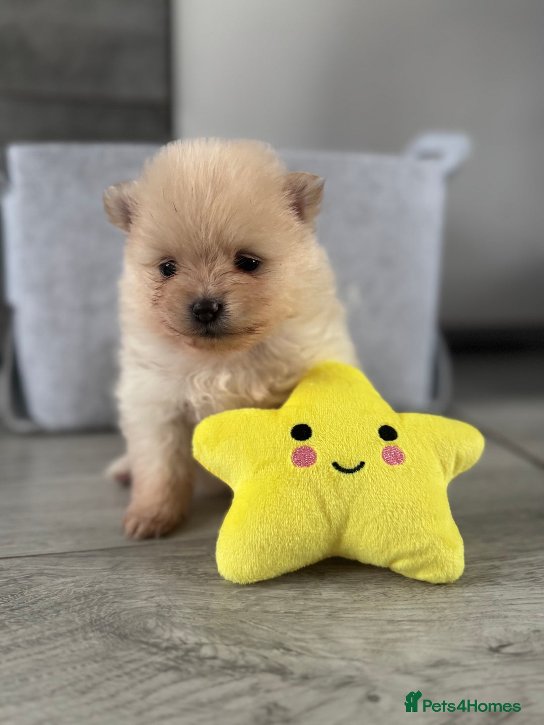 Pomeranian dogs for sale: KC registered Pomeranian puppies - Image 21