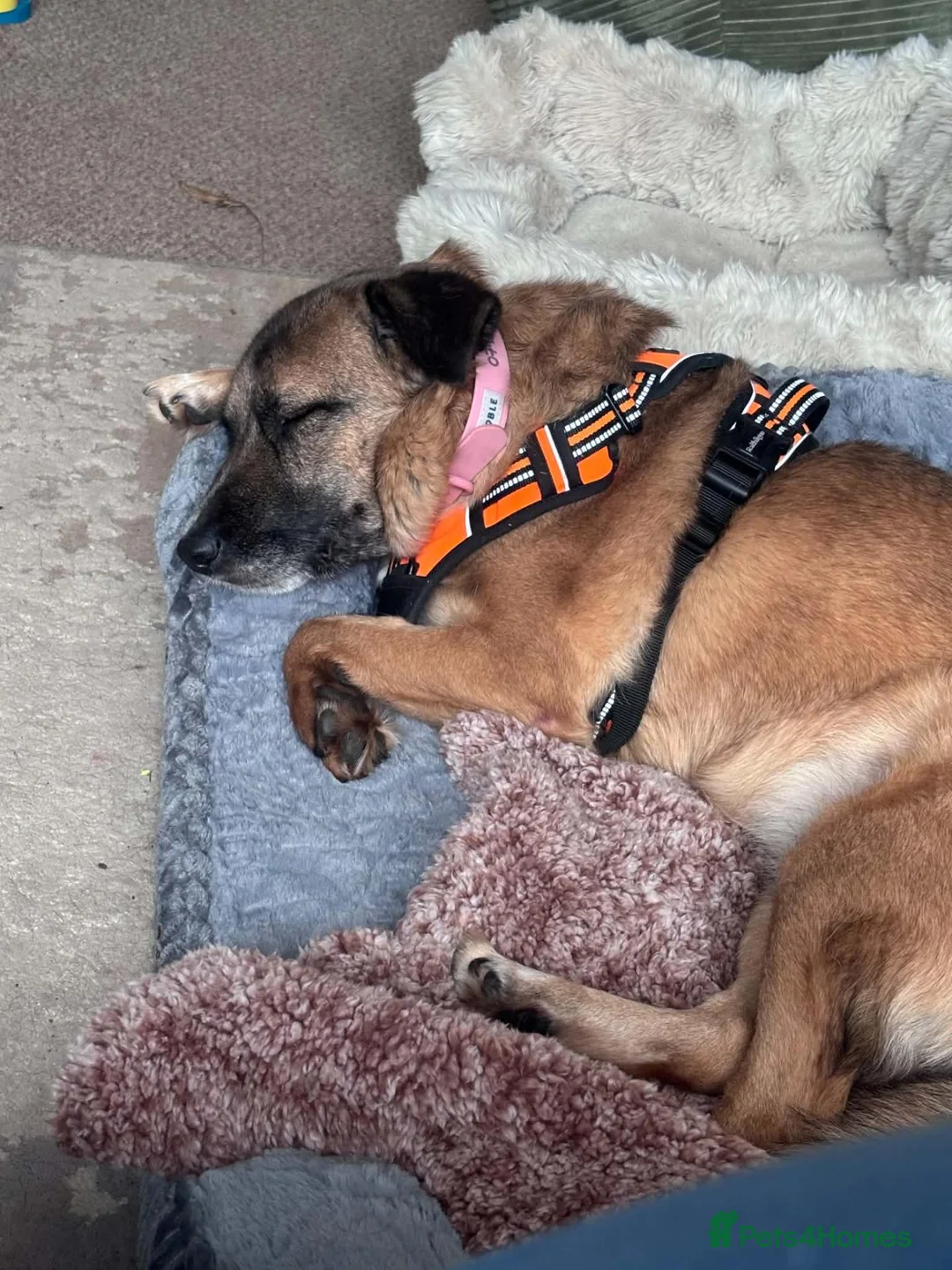 Mixed Breed dogs for adoption: Gallina for adoption in Leigh-on-Sea - Advert 2