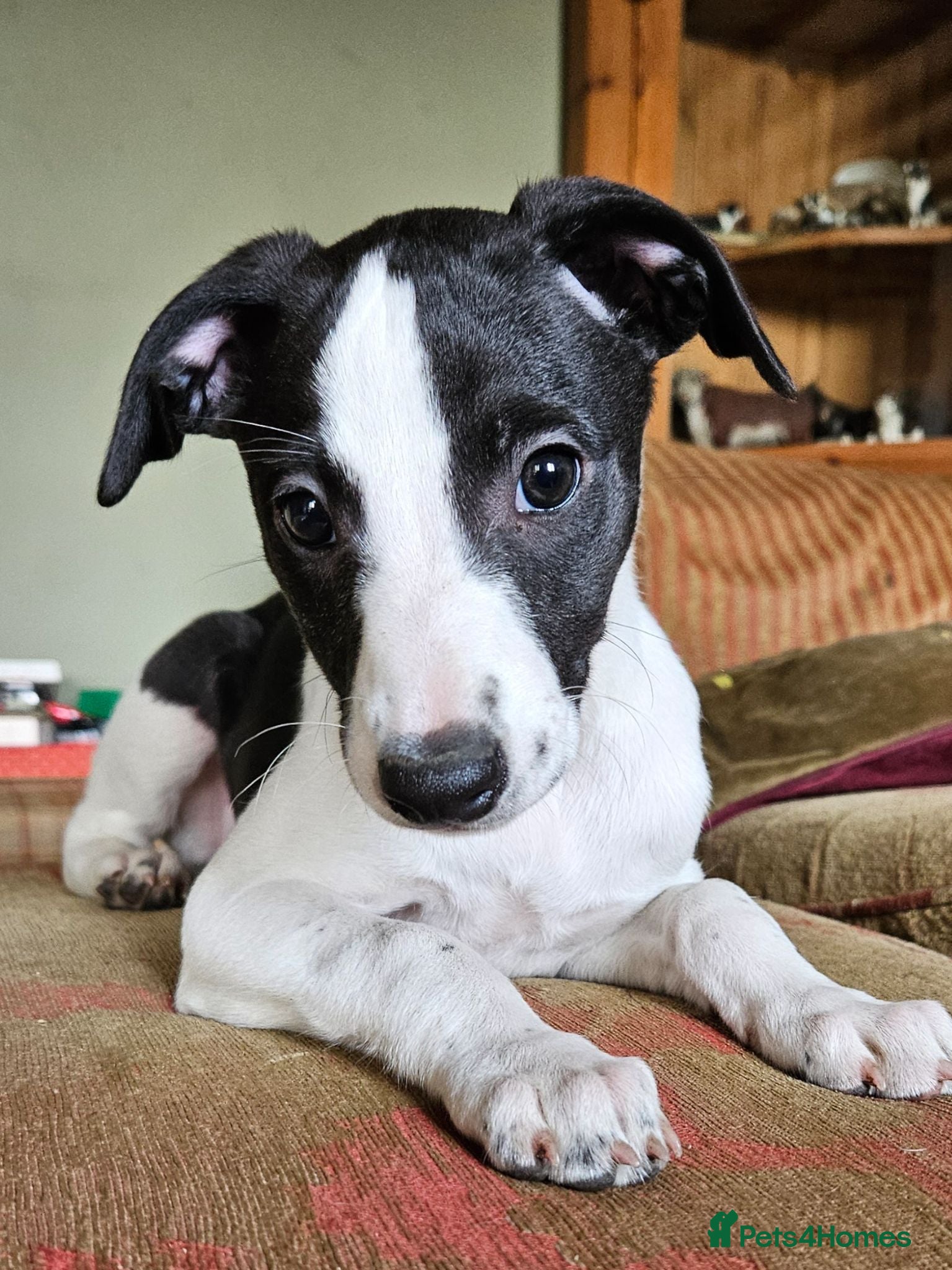 Whippet dogs KC Reg female whippet puppy  - Advert 2