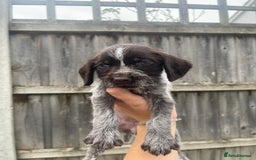 Mixed Breed dogs for sale: English springer spaniel X wire-haired pointer pup - Image 2