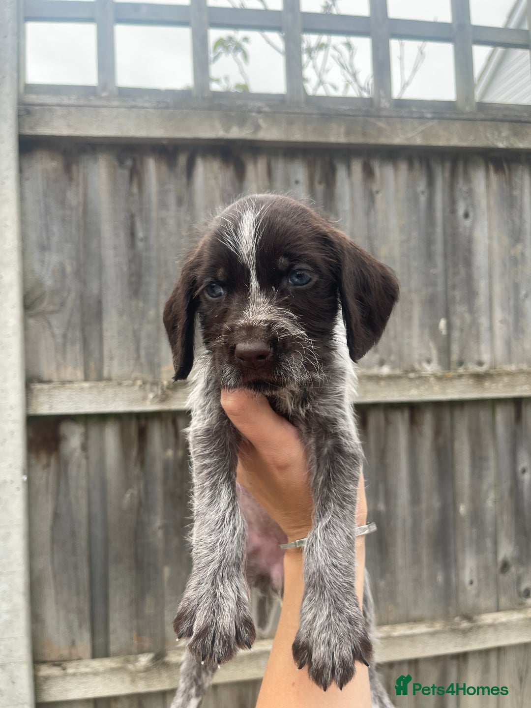 Mixed Breed dogs for sale: English springer spaniel X wire-haired pointer pup - Image 2