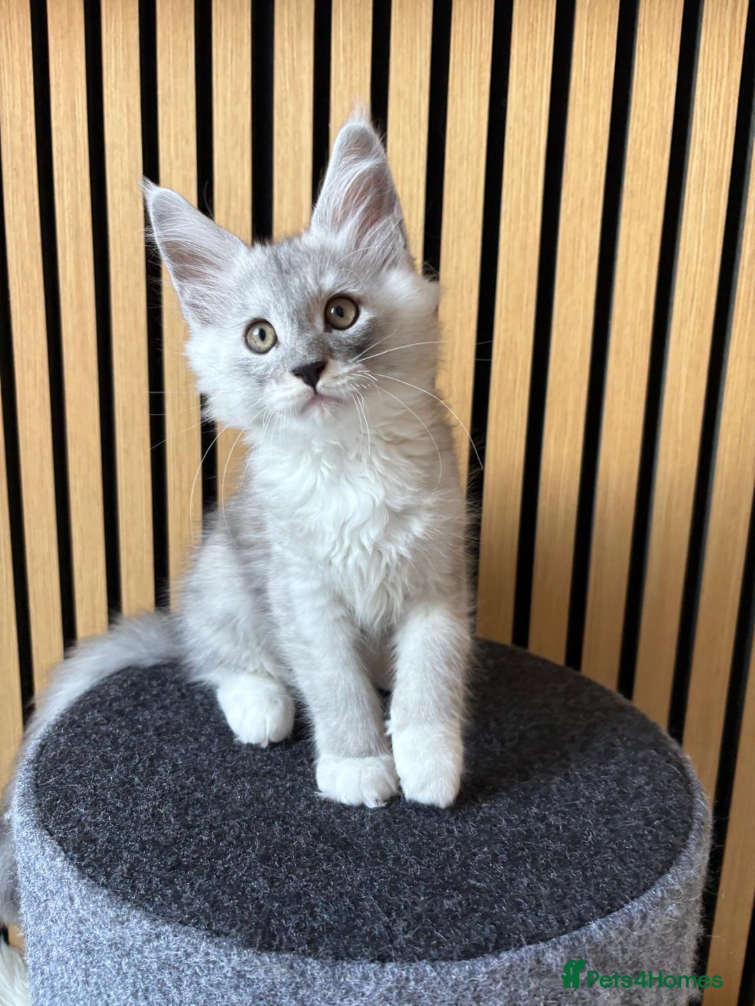 Maine Coon cats for sale: XL Maine Coon Kittens for Sale – TICA Reg - Advert 12