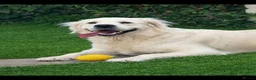 Golden Retriever dogs for sale: Beautiful KC registered female Golden Retriever - Advert 1