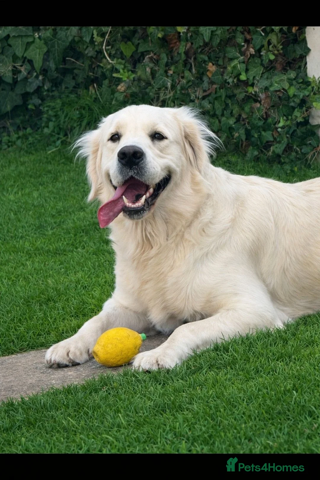 Golden Retriever dogs for sale: Beautiful KC registered female Golden Retriever - Advert 1