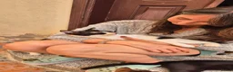 Arabian Mau cats for adoption: Pavilion (Pav) - Advert 1