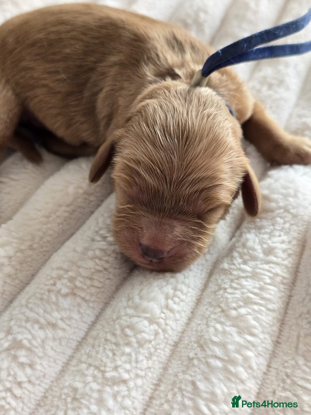 Cavapoo dogs for sale: Cavapoo Toy F1 ❤️ DNA TESTED - Advert 8