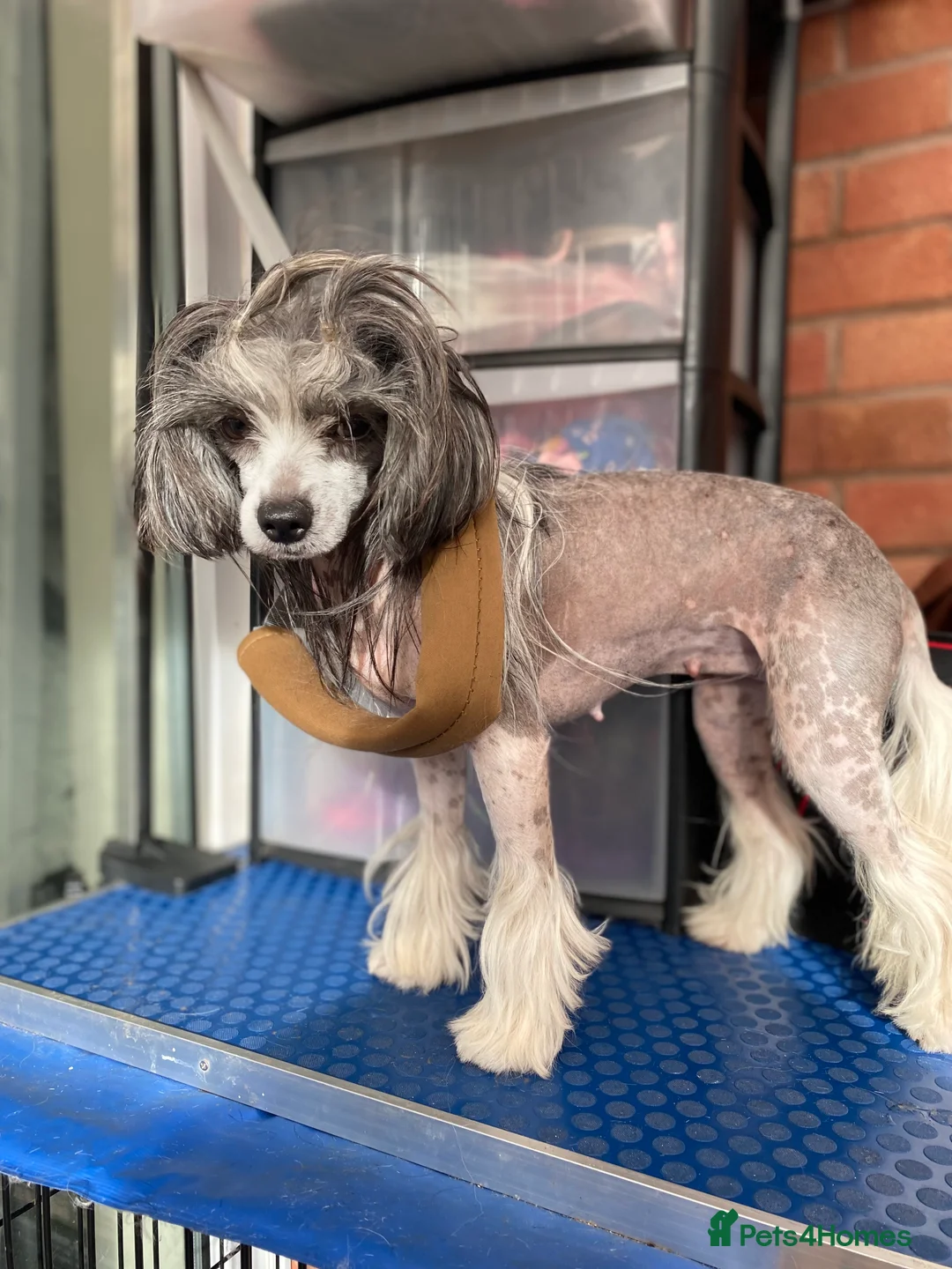 Chinese Crested dogs for sale: 💖Hairless Chinese crested 💖 - Advert 5