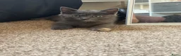 Mixed Breed cats for sale: 5 beautiful kittens ready for new home - Advert 4