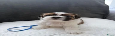 Shih Tzu 2