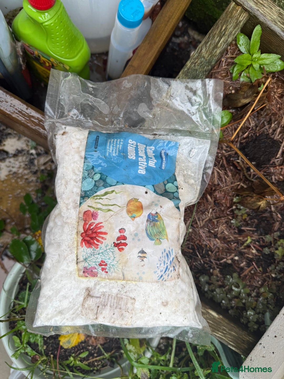 Koi Carp fish for sale: 3 Koi Carps with Blagdon Affinity Corner Grand - Advert 12