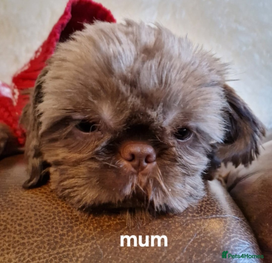 Shih Tzu dogs for sale: 6 Snow White Shih Tzu Pups.  - Image 13