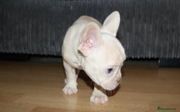 French Bulldog dogs for sale: Stunning blue & lilac merle READY for new homes 🏡 - Image 2