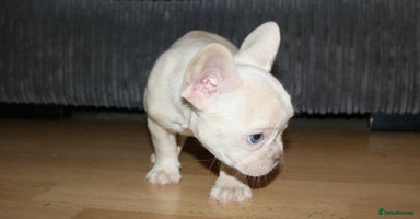 French Bulldog dogs - Advert 6
