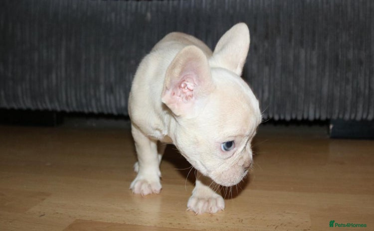 French Bulldog dogs - Advert 16