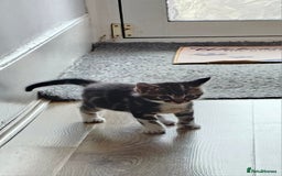 Domestic Shorthair cats for sale: 4 Adorable boys Looking for a Loving Home - Image 17